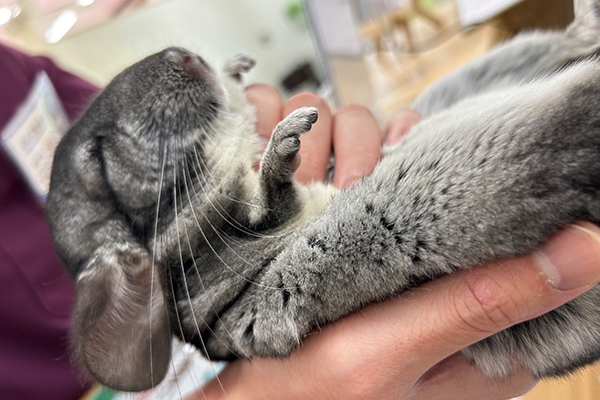 ヨロシク整骨院 ベリィ